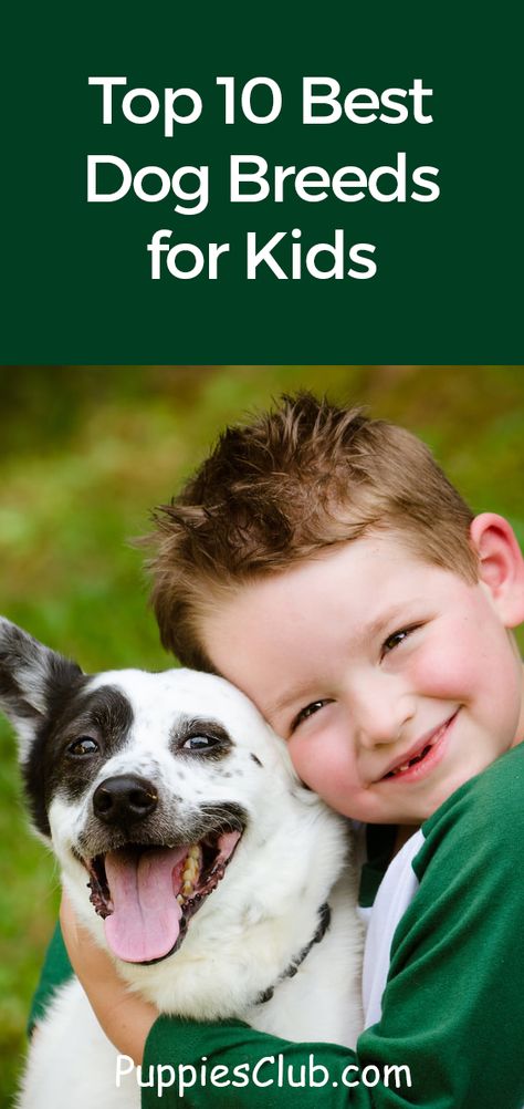 Top 10 Best Dog Breeds for Kids. #bestdogbreeds #dogskids #dogs #puppies Best Large Dog Breeds, Dogs For Kids, Best Dogs For Kids, Lazy Dog Breeds, Best Small Dog Breeds, Loyal Dog Breeds, Designer Dogs Breeds, Smartest Dog Breeds, Top Dog Breeds