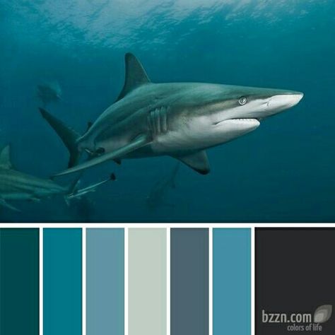 Shark Theme Room, Sea Kids Room, Shark Bedroom, Shark Room, Boy's Rooms, Fish Bathroom, Aqua Design, Colour Therapy, Travel Project