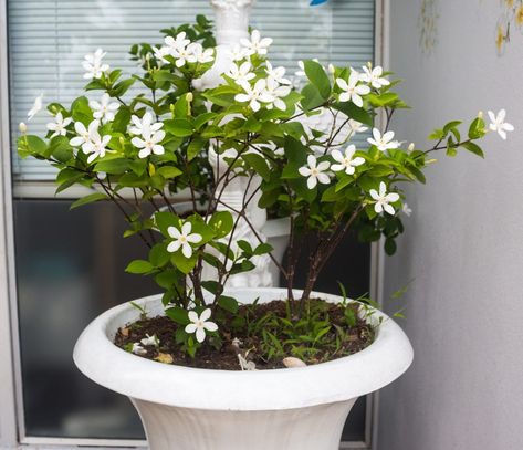 Bridal veil plants have delicate white flowers, and lush green foliage. This article tells you how to take proper care to keep it hale and hearty for a very long time. Bridal Veil Plant, Jasmine Tree, White Jasmine Flower, Pink Jasmine, Jasmine Plant, Mediterranean Plants, Jasmine Flower, Outdoor Pots, Watercolor Flower Art