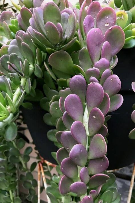 Trailing Jade - Senecio jacobsenii Trailing Jade Plant Care, Trailing Jade Plant, Succulents Landscaping, Trailing Succulents, Peace Lillies, Succulent Outdoor, Succulent Ideas, Garden Succulents, Purple Succulents