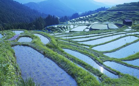 rice Hd Landscape, Japanese Village, Rice Paddy, Field Wallpaper, Hd Nature Wallpapers, Rice Fields, View Wallpaper, World Religions, Nature View