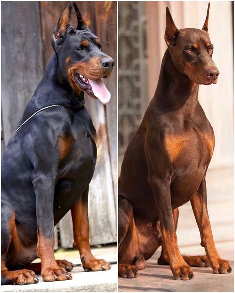 Guard Dogs Nation on Instagram: “European VS American  ⁣Which one would you pick? 🤔🤩 ⁣ ⁣ 📷 European Doberman - @erdem_ayazz  ⁣📷 American Doberman - @doseofdex  ⁣ ⁣…” Doberman Breeders, American Doberman, Dogs Rottweiler, Pitbull Bully, Doberman Breed, Doberman Puppies For Sale, European Doberman, Dog Education, Puppy Barking