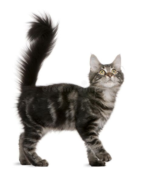 4 Month Old Kitten, All Cat Breeds, What Cat, Cat Reference, Long Haired Cats, Pet Vet, Cat Pose, Cat Tail, Cat Boarding