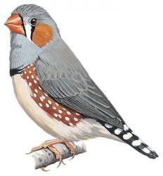 Zebra Finch Tattoo, Finch Drawing, Zebra Finch Drawing, Finch Illustration, Finch Painting, Bird Of Prey Tattoo, Zebra Finch Illustration, Zebra Finch, Finches Bird