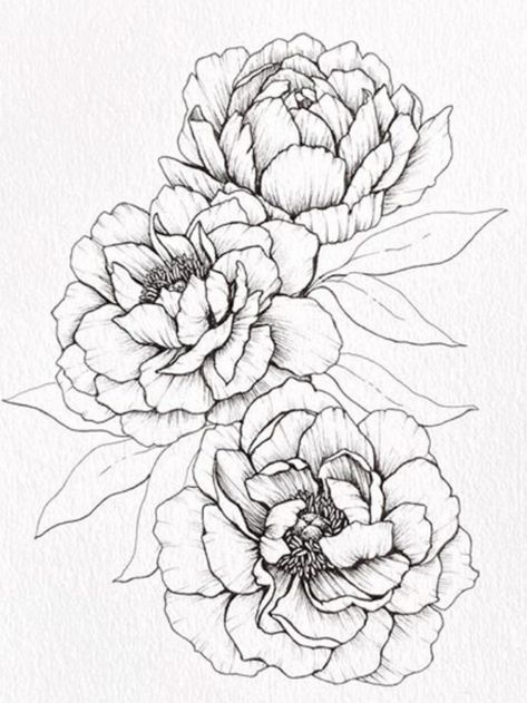 Pictures Of Peony Flowers, Peonies Flower Drawing, Organic Flower Drawing, Peonie Drawings, Peonies Drawing Simple, Vintage Drawing Ideas, Peony Line Drawing, Peony Flower Drawing, Peony Line Art