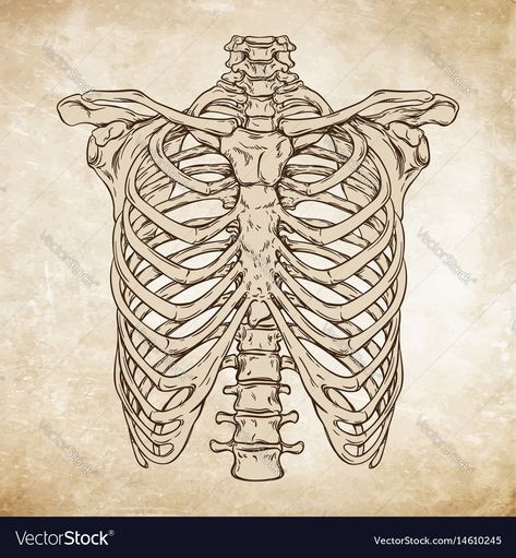 Rib Anatomy, Cage Reference, Ribs Drawing, Rib Cage Drawing, Cage Drawing, Skeleton Ribs, Human Rib Cage, Drawing Anatomy, Ribcage Tattoo