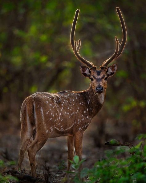 🔥 Spotted deer - NatureIsFuckingLit Deer Centaur, Karuppusamy God Images, Deer Oc, Axis Deer, Spotted Deer, Deer Photography, Sika Deer, Spiritual Animal, Fallow Deer