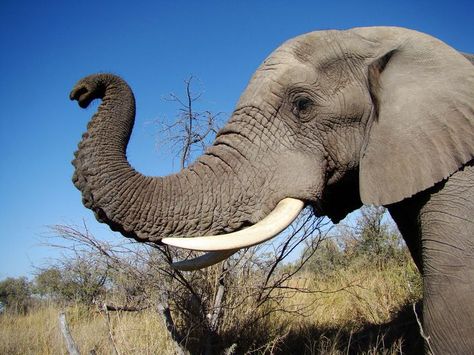 Elephant Profile, African Elephant Drawing, Elephant Lying Down, Elephant Face Photography, Elephant Eyes Close Up, Elephant Close Up Photography, Elephant Trunk Up, Asian Elephant Photography, Elephant Photography