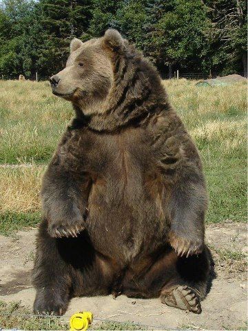 Bear People, Kodiak Bear, Grizzly Bears, Brown Bears, Animal Study, Bear Carving, Bear Bear, Bear Pictures, Animal Reference