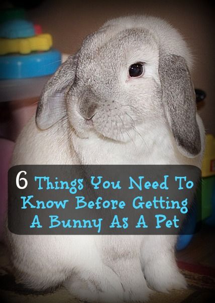 6 Things You Need To Know Before Getting A Bunny As A Pet | Emily Reviews Classroom Bunny Pet, Rabbit As A Pet, Things To Know About Bunnies, Rabbit Pet Care, Raising Rabbits For Pets, Bunny Accessories Pet, How To Care For A Bunny, Bunnies As Pets, Bunny As A Pet