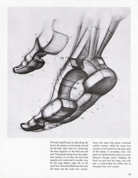 Feet Anatomy, Burne Hogarth, Figure Drawing Tutorial, Foot Anatomy, Feet Drawing, Anatomy Tutorial, Human Anatomy Drawing, Human Anatomy Art, Anatomy For Artists