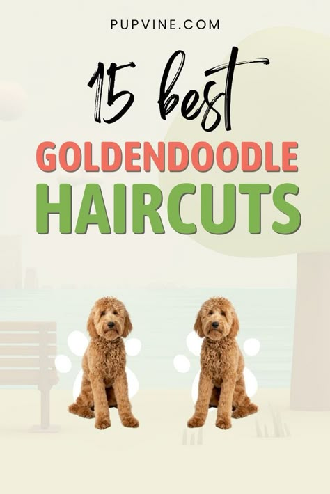 Looking for the best Goldendoodle haircuts for your beloved pooch? Here are 15 ideas you might find fun to try! Goldendoodle Mullet Haircut, Golden Doodle Haircuts Teddy Bears, Puppy Golden Doodle, Best Golden Doodle Haircuts, Goldendoodle First Haircut, Golden Doodle Dyed Hair, Dog Haircuts Goldendoodle, Mini Goldendoodle Grooming Styles, Micro Mini Goldendoodle Haircut