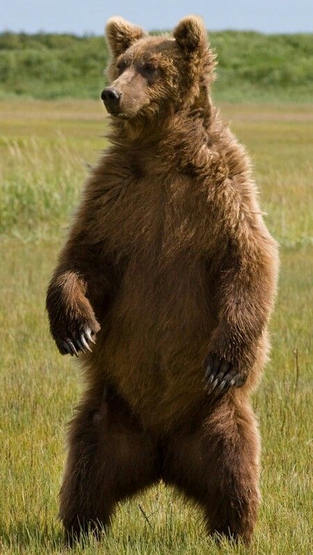 Grizzly Bear Pics, Animals Reference, Country Animals, Spirit Bear, Grizzly Bears, Brown Bears, Animal Reference, Brother Bear, Animal Spirit