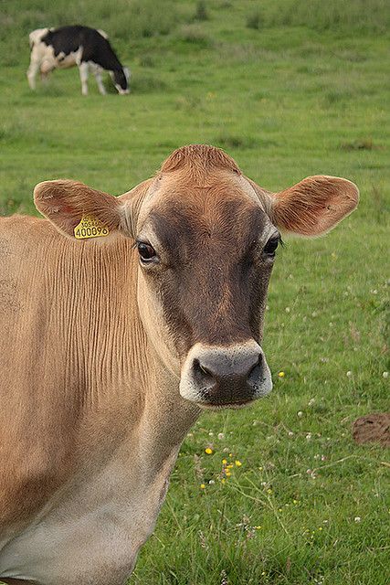 Jersey Cow | Jersey cow | Flickr - Photo Sharing! Jersey Cow Tattoo, Cow Jersey, Cow Reference, Farmer Tattoo, Cow Decorations, Jersey Cattle, Prairie Farmhouse, Cow Tattoo, Jersey Cow