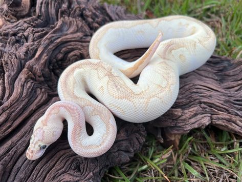 Snake Ball Python, Snake Morphs Ball Python, Clown Ball Python, Pastel Ball Python, Ball Python Aesthetic, Piebald Ball Python, Cute Ball Python, White Snake, Ball Pythons