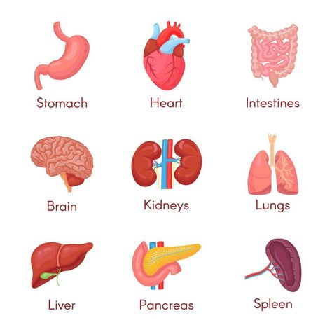 Human anatomy internal organ set with brain, lungs, intestine, heart, kidney, pancreas, spleen, liver and stomach. Vector isolated illustration Lung Anatomy, Body Parts Preschool, Human Body Organs, Brain And Heart, Heart And Lungs, Body Organs, Funny Prints, Human Anatomy, Patch Design