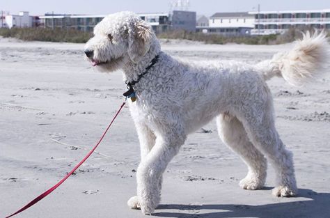 Fun-loving and playful, the Goldendoodle is an active and energetic athlete. He loves to run around, play fetch and swim. With a little work, this intelligent guy will learn to catch a Frisbee or jump through a hoop. Highly trainable, Goldendoodles are great for first-time pet owners. This crossbreed loves everybody, especially kids. He’ll keep [...] Goldendoodle Training, White Goldendoodle, Doodle Cuts, Goldendoodle Haircuts, Calm Dog Breeds, Dog Owner Tips, Goldendoodle Grooming, Dog Haircut, Australian Labradoodle Puppies