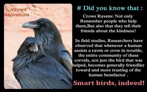 Crow Magic, Crow Facts, Crow Totem, Bird Facts, Fun Facts About Animals, Black Birds, Crows Ravens, All Animals, Special Place In My Heart