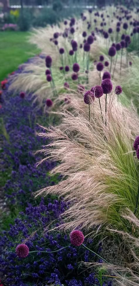 Grasses And Lavender Garden, Grassy Garden Ideas, Planting With Grasses, Prairie Grass Landscaping, Flower Combinations For Planters, Leach Field Landscaping, Muhly Grass Landscaping, Garden Grasses Ideas, Grasses In Landscaping