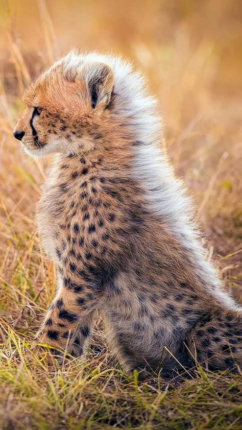 Cheetah Pictures, Cheetah Cub, Cheetah Wallpaper, Baby Cheetah, Cheetah Cubs, Baby Cheetahs, Cheetah Animal, Majestic Animals, Cat Family