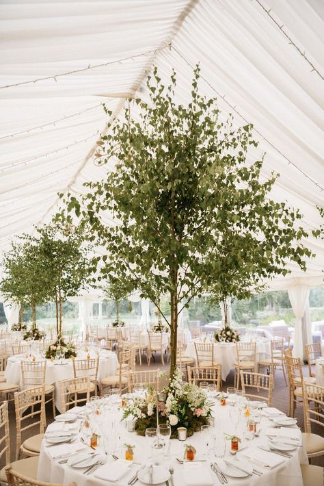 Olive Tree Wedding, Tree Centrepiece Wedding, Tree Centrepiece, Tree Wedding Decor, Gala Centerpieces, Summer Picnic Party, Centrepiece Wedding, Marquee Decoration, Wedding Tree Decorations