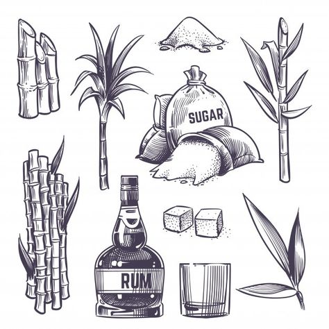 Rum Illustration, Pirate Map Tattoo, Sugarcane Farm, Sugar Tattoo, Sugar Cane Plant, Farm Harvest, Bottle Tattoo, Bottle Drawing, Rum Bottle