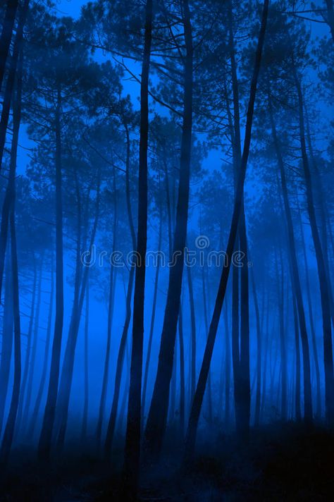 Blue forest. Spooky foggy pine forest at night , #AFF, #Spooky, #forest, #Blue, #night, #pine #ad Forest At Night, Forest Drawing, Dark Blue Wallpaper, Enchanted Wood, Mystical Forest, Night Forest, Blue Forest, Japan Aesthetic, Forest Photography