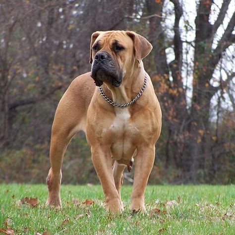 Here are a few of the laziest dog breeds around. South African Boerboel, South African Mastiff, African Boerboel, Mastiff Dog Breeds, Best Guard Dogs, Best Dogs For Families, Skye Terrier, Dangerous Dogs, Mastiff Dogs