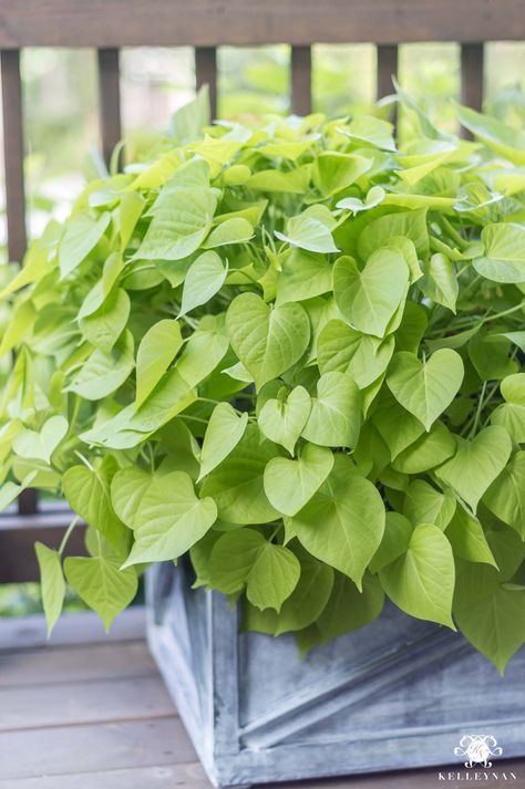 Sweet potato vines get huge in direct, hot sunlight and are perfect in deck or porch planters Best Plants For Direct Sunlight Outdoors, Shade Plants In Pots, Plants That Stay Green All Year Round, Sunny Porch Plants, Shade Porch Plants, Best Porch Plants, Back Porch Plants, Deck Plants Decor, Plants For Direct Sunlight Outdoor