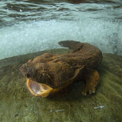 Meet the hellbender (Cryptobranchus alleganiensis). It’s the largest aquatic salamander in North America, growing up to 2 feet on average.… Frog Comic, Emo Robot, Giant Salamander, Pisgah National Forest, Devil Dogs, Strange Creatures, Salamanders, The Weather Channel, Vivarium