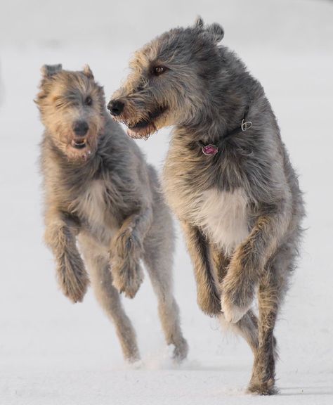 Dogs Running, Irish Wolfhound Dogs, Wolfhound Dog, Regard Animal, Scottish Deerhound, Hound Dogs, Irish Wolfhounds, Huge Dogs, Irish Wolfhound