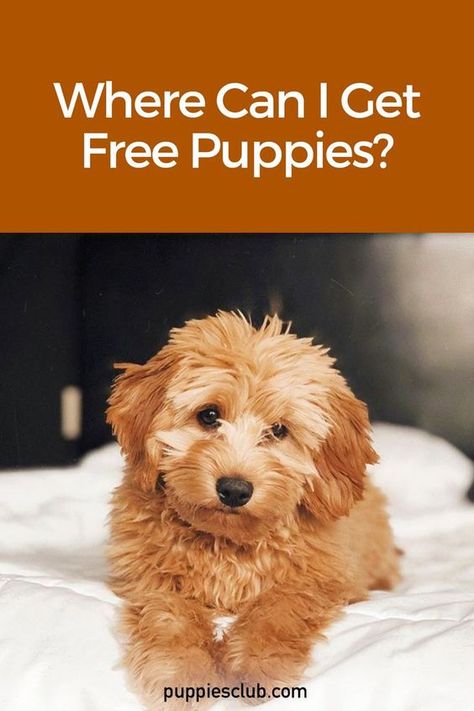 Maltese Poodle Mix Dogs, Free Puppies Near Me, Maltese Puppies For Sale Near Me, Toy Poodle Puppies For Sale Near Me, Teacup Puppies For Sale Near Me, Free Puppies For Adoption Near Me, Teacup Puppies For Sale Near Me Cheap, Teacup Maltipoo Puppy, Puppies For Sale Near Me Free