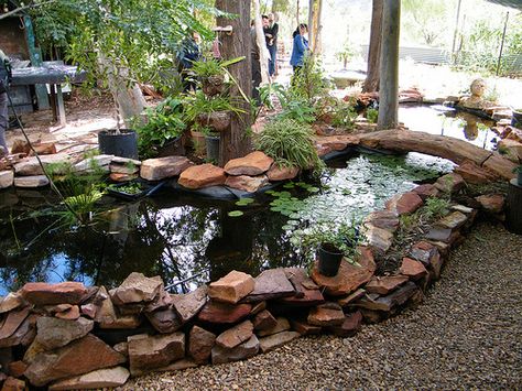 Aquaponics - raising fish and plants that feed each other. Backyard Aquaponics, Aquaponics Fish, Aquaponics Diy, Aquaponic Gardening, Areas Verdes, Aquaponics System, Alice Springs, Fish Farming, Hydroponics System