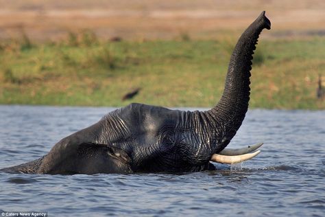 Cooling bathe: The animal joined other elephants in the river, who were swimming to cool themselves down in the blistering African heat Elephant Swimming, Diving Underwater, The Loch Ness Monster, Forest City, Wooden Elephant, Loch Ness Monster, Loch Ness, African Elephant, Botswana