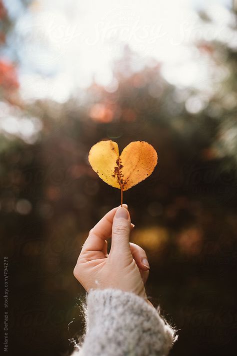 Heart Shaped Leaf, Hart Pictures, Touching Photos, Heart Leaf, Girl Shadow, Holding A Heart, Leaf Photography, Hand Photography, Perspective Photography