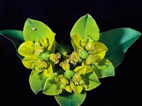 Euphorbia Oblongata, Invasive Plants, California Map, Common Names, Perennials, California, Plants