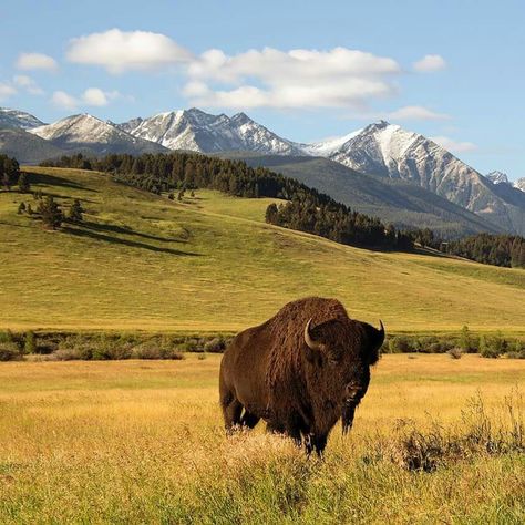 Big Little Basket, Montana State, Bozeman Montana, Big Sky Country, Beautiful Sites, Big Sky, Animal Kingdom, Wonders Of The World, Montana