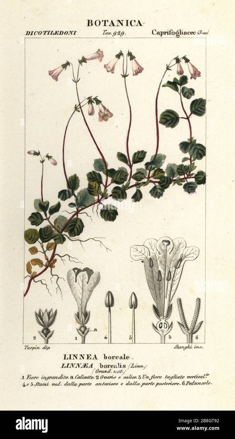 Download this stock image: Twinflower, Linnaea borealis, Linnea boreale. Handcoloured copperplate stipple engraving from Antoine Laurent de Jussieu's Dizionario delle Scienze Naturali, Dictionary of Natural Science, Florence, Italy, 1837. Illustration engraved by Stanghi, drawn and directed by Pierre Jean-Francois Turpin, and published by Batelli e Figli. Turpin (1775-1840) is considered one of the greatest French botanical illustrators of the 19th century. - 2B8GT92 from Alamy's library of ... Linnaea Borealis, Natural Science, Large Picture Frames, Stippling, Florence Italy, Science And Nature, Botanical Illustration, Art Reproductions, High Quality Art Prints