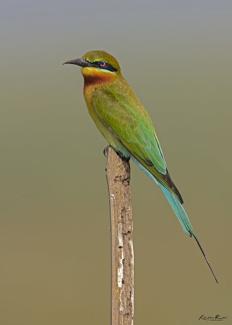 The blue-tailed bee-eater (Merops philippinus) | The blue-ta… | Flickr Wasps And Hornets, Blue Tail, Bee Eater, Tail Feathers, 5 To 7, Bird Photo, Dragonflies, Nature Animals, Yellow And Brown