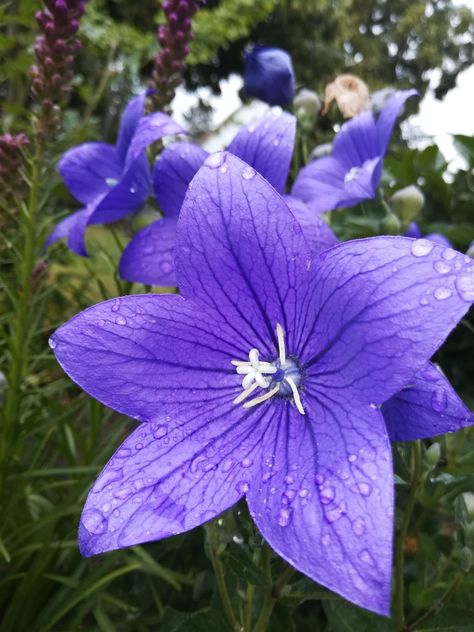 Flower Photography Flowers Photography, Flowers, Plants, Photography