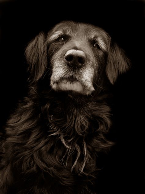 Pet Photography, Older Dogs, Old Dogs, Senior Dog, Basset Hound, Dog Photography, Shelter Dogs, Baby Dogs, Adorable Animals