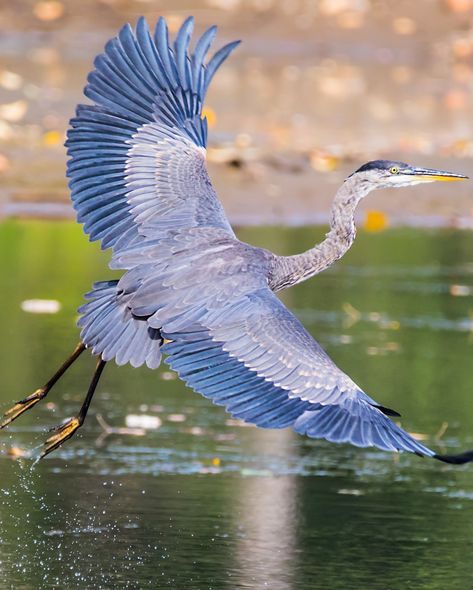 Egrets And Herons, Herron Bird, Bennu Bird, Blue Heron In Flight, Heron Photography, Heron In Flight, Heron Tattoo, Birds Movie, Heron Bird