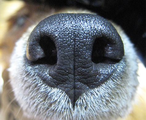 Dog Noses Drawing, Fox Nose Drawing, Dog Nose Drawing, Wolf Nose, Fox Nose, Nose Photo, Dogs Nose, Dog Noses, Animal Noses