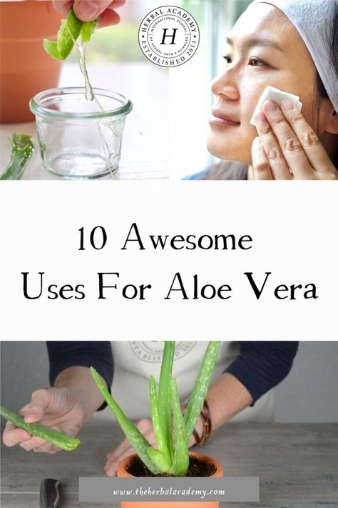 10 Awesome Uses For Aloe Vera | Herbal Academy | The aloe vera plant is a popular and widely used plant for herbal medicine. We have ten uses for aloe vera that you will want to try! Uses For Aloe, Aloe Vera Uses, Herbal Academy, Healing Plants, Aloe Vera Plant, Aloe Plant, Diy Health, Health And Beauty Tips, Herbal Medicine