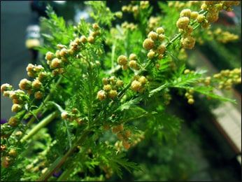 Wormwood Plant, Artemisia Annua, Sweet Annie, Sweet Fragrances, Medicinal Herbs, Medicinal Plants, Herbal Remedies, Yellow Flowers, Health Benefits