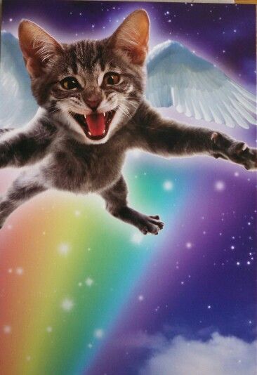 Cat Flying, Flying Cat, Galaxy Cat, Nyan Cat, Silly Cats Pictures, Cat Icon, Silly Animals, Space Cat, Silly Pictures