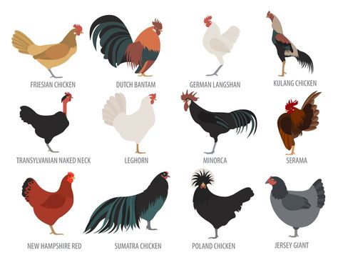 Jersey Giant Chickens, Giant Chicken Breeds, Jersey Giant, Giant Chicken, Chicken Coloring, Chicken Illustration, Day Old Chicks, Poultry Farm, Chicken Art