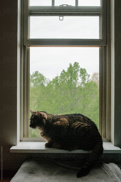 Cat Sitting On Window Sill, Sitting On Window Sill, Sitting On Window, Cats Sitting, Window Drawing, Illusion Drawings, Window Sills, Cat Sitting, Cat Photo