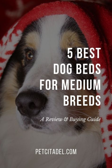 Medium dogs should get just as much attention as small and large dogs when it comes to buying a quality dog bed that will serve them well. We review the best dog beds for medium-sized breeds here: https://petcitadel.com/best-dog-beds-for-medium-breeds #dog #dogs Best Dog Beds For Medium Dogs, Dog Beds For Medium Dogs, Border Collie Australian Shepherd, Collie Australian Shepherd, Active Dogs, Best Dog Beds, Cool Dog Beds, Dog Activities, Medium Sized Dogs