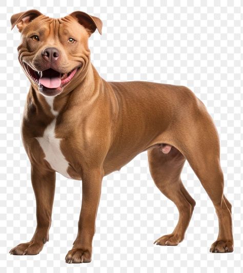 Animal Body Parts, Dog Pitbull, Cow Photos, Png Text, Pitbull Dog, Boxer Dogs, Animals Images, Pic Ideas, Pitbull